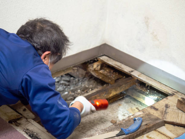 Best Residential Mold Removal  in International Falls, MN