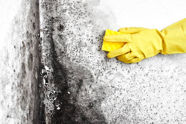 Best Fast Mold Removal  in International Falls, MN
