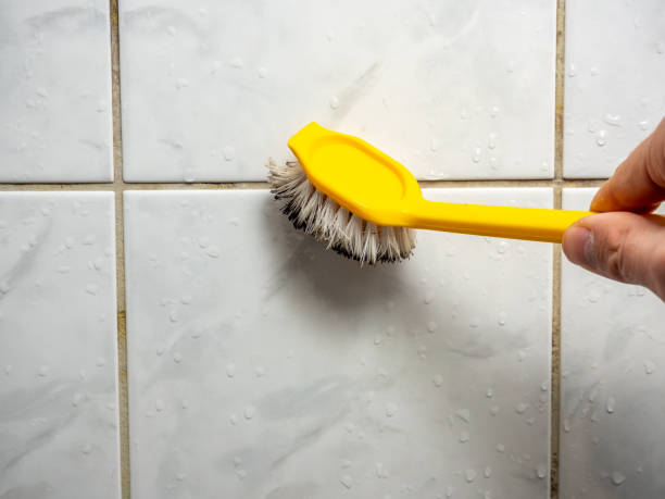 Best Mold Removal Specialists  in International Falls, MN