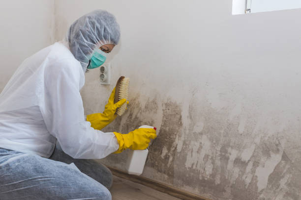 Best Attic Mold Removal  in International Falls, MN