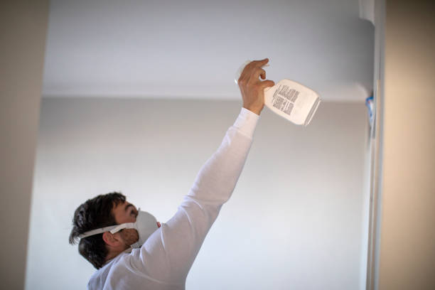 Best Affordable Mold Removal  in International Falls, MN