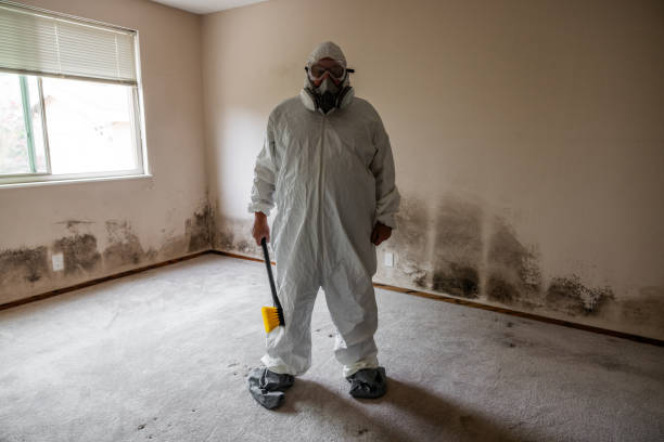 Best Office Mold Removal Services  in International Falls, MN