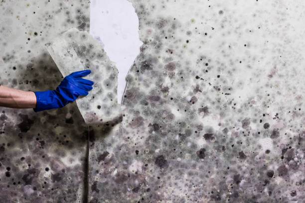 Best Certified Mold Removal  in International Falls, MN