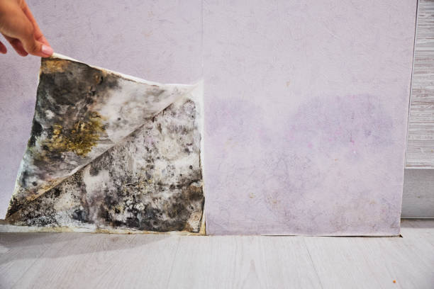 Best Mold Remediation  in International Falls, MN